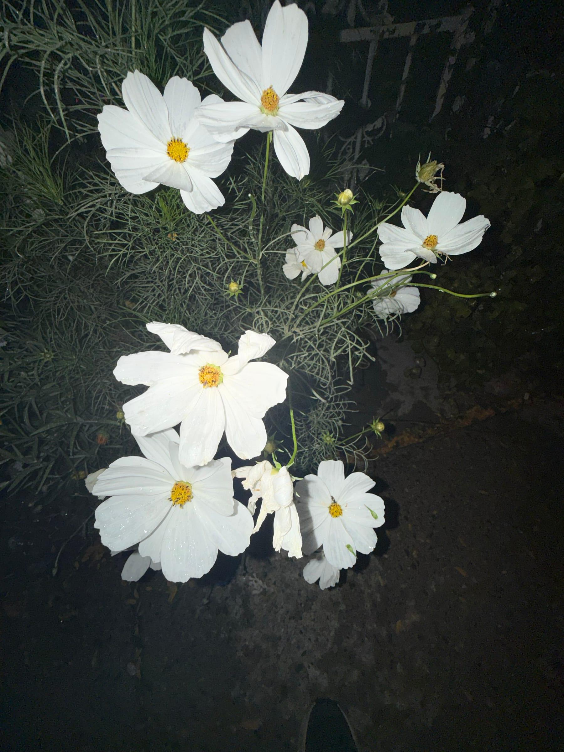 White cosmos at night