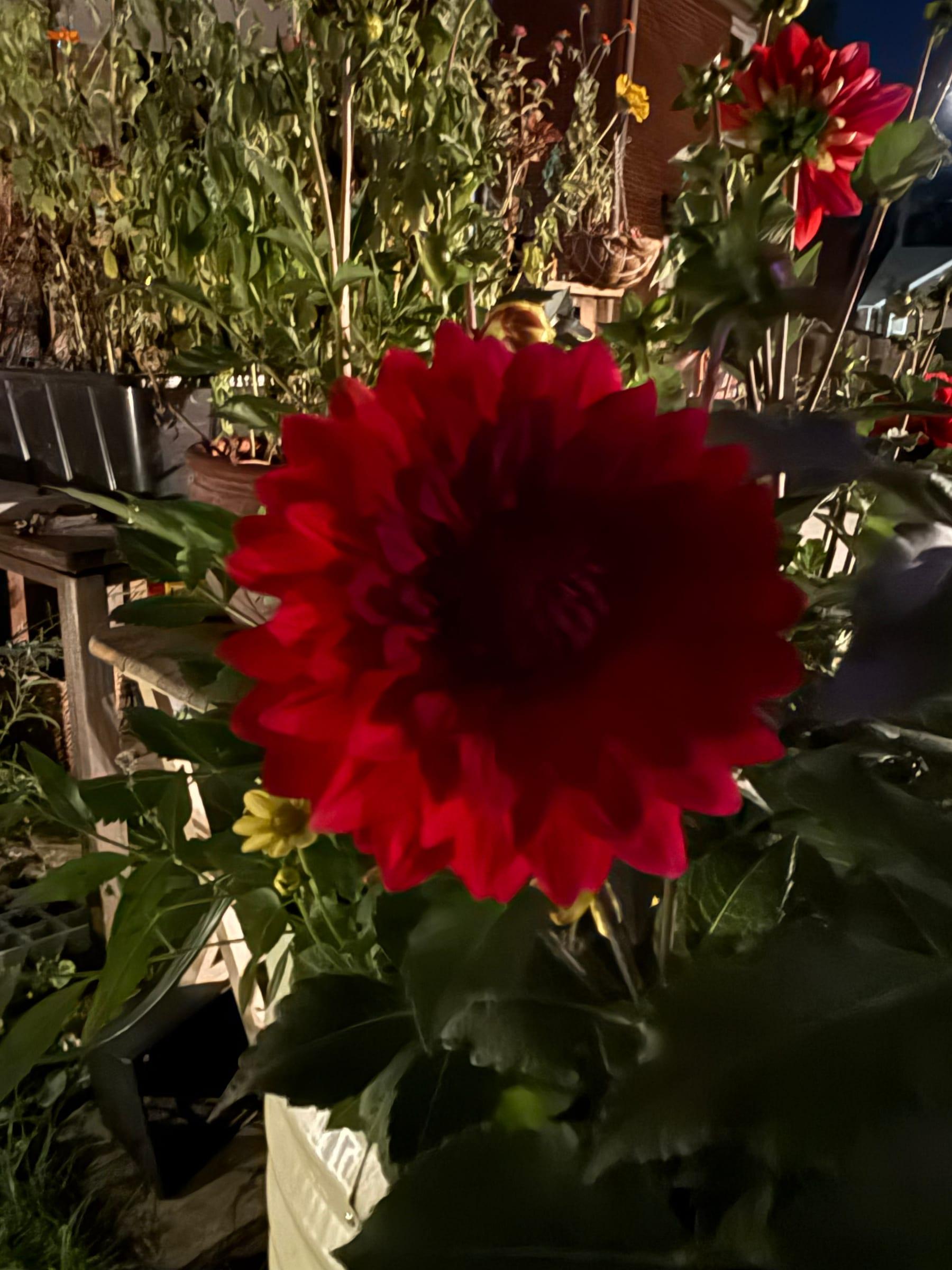 A deep crimson dahlia with tightly layered petals