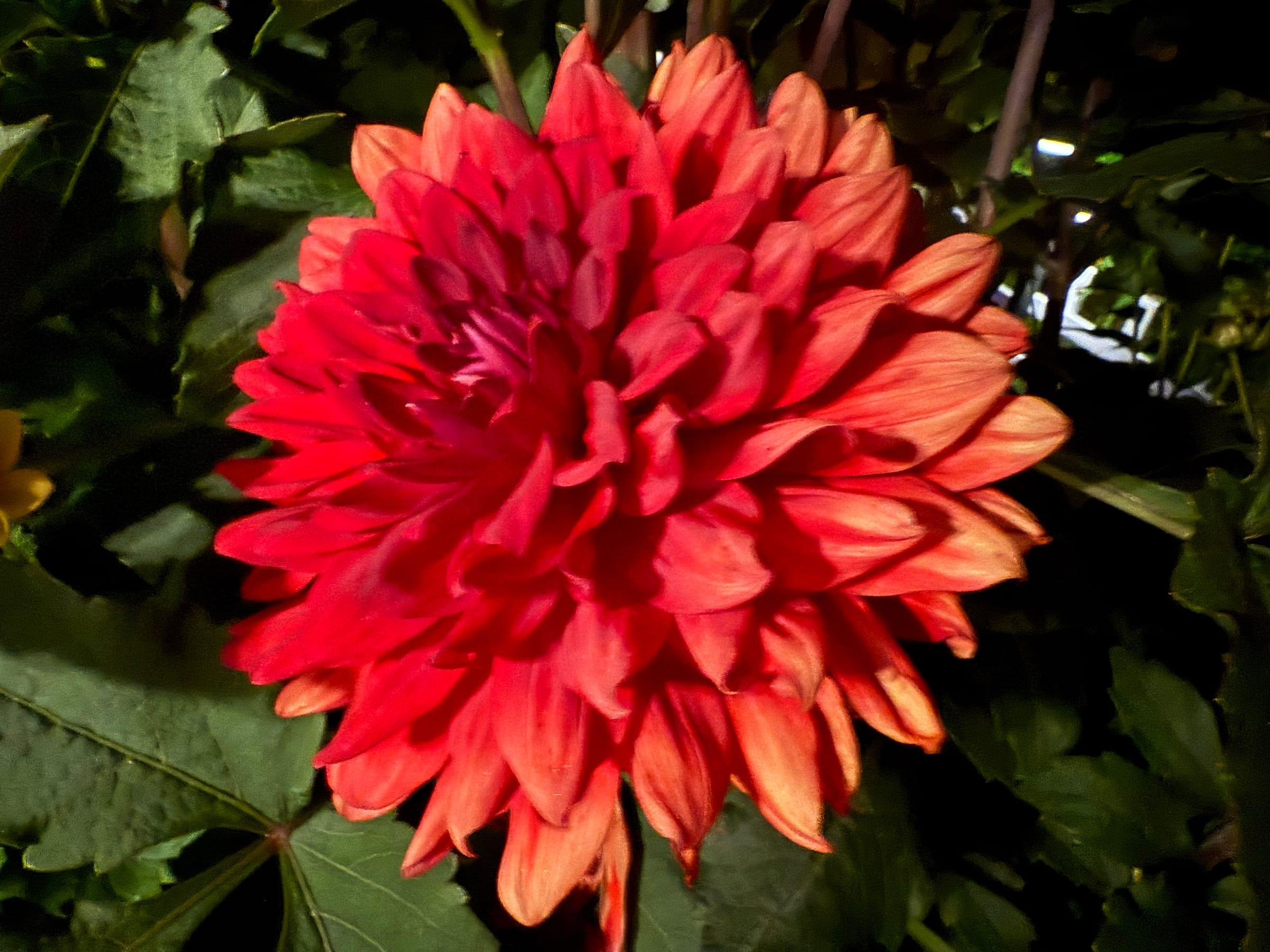 A fiery red-orange dahlia in full bloom