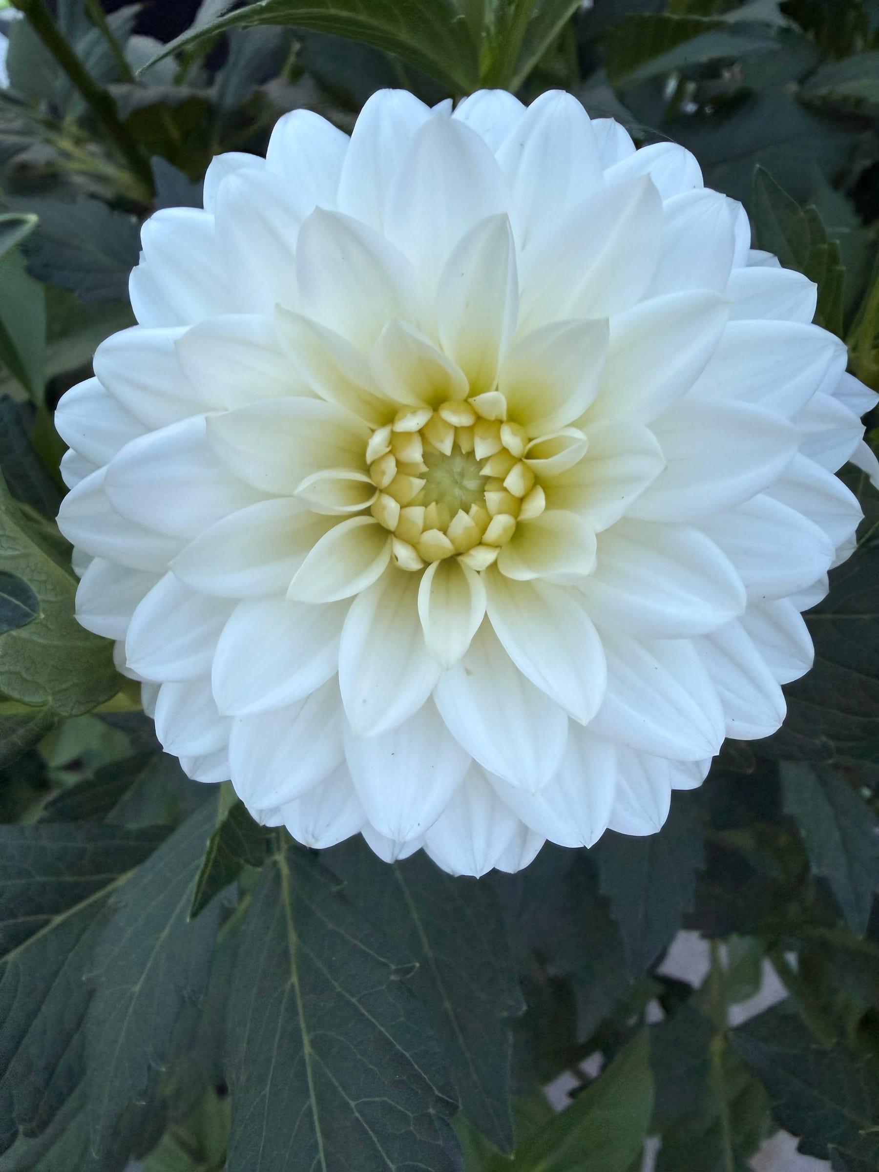 A large creamy-white dahlia in full bloom surrounded by dark leaves