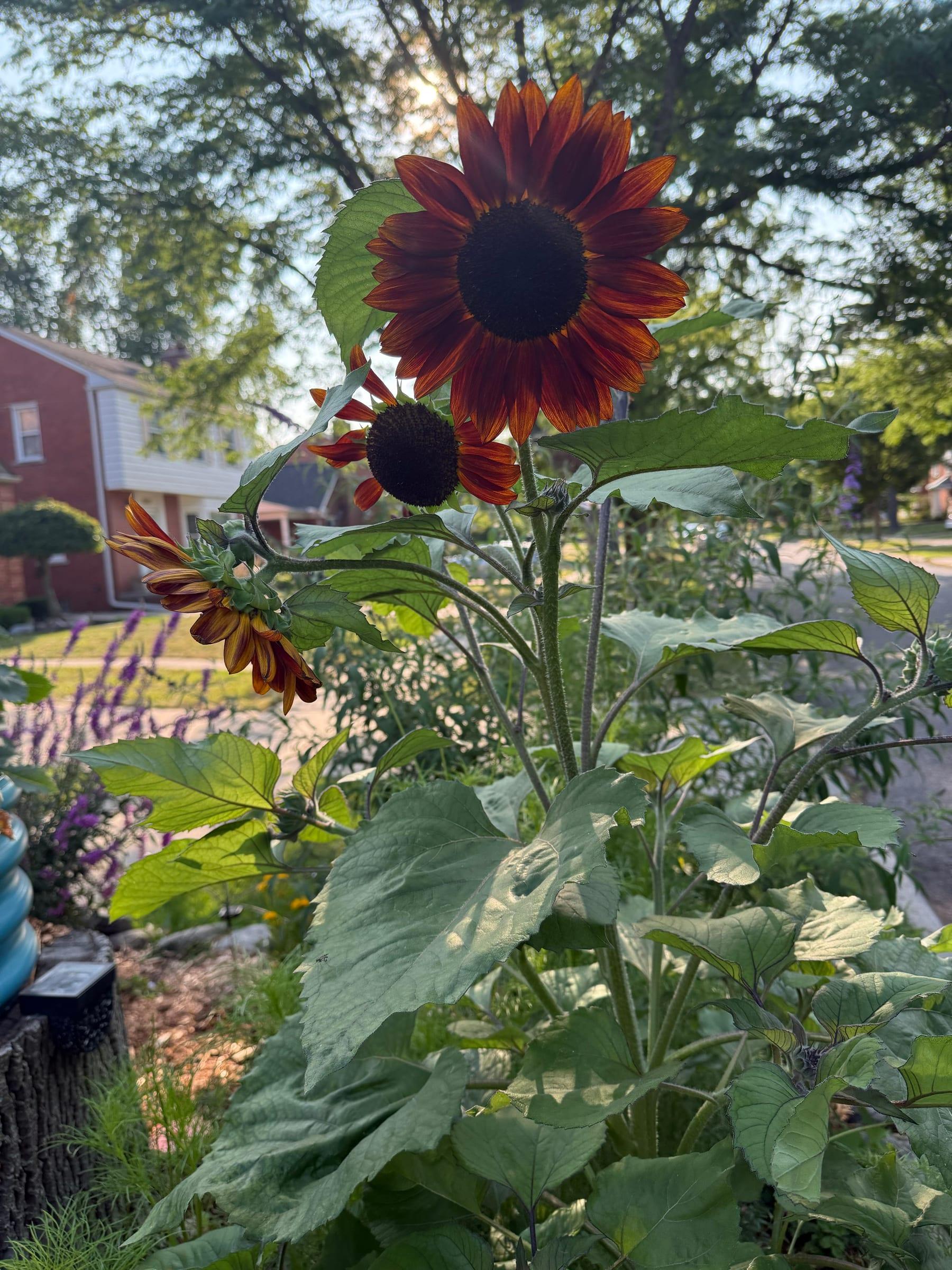 A burgundy sunflower standing tall against the sky