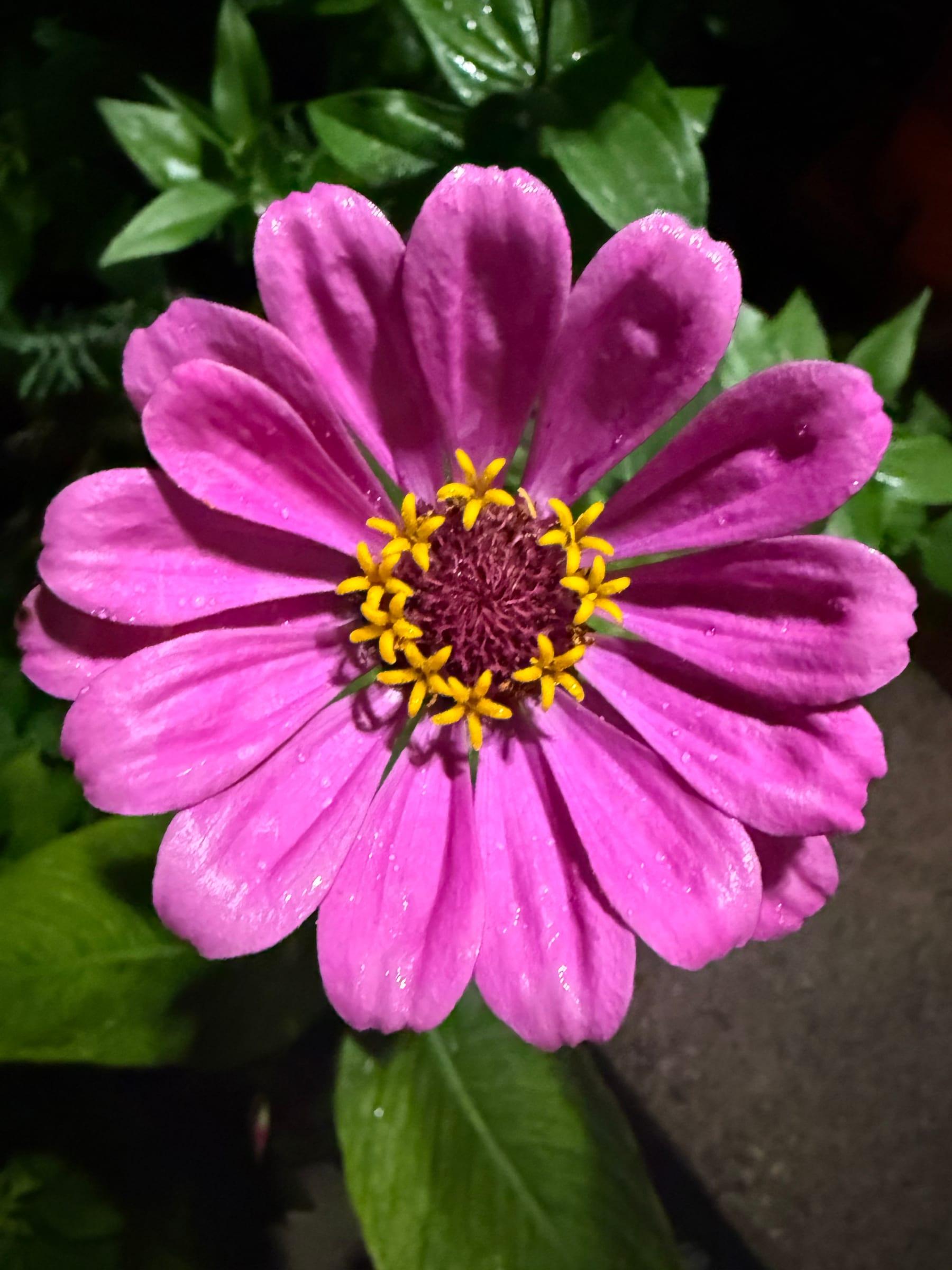 A magenta zinnia