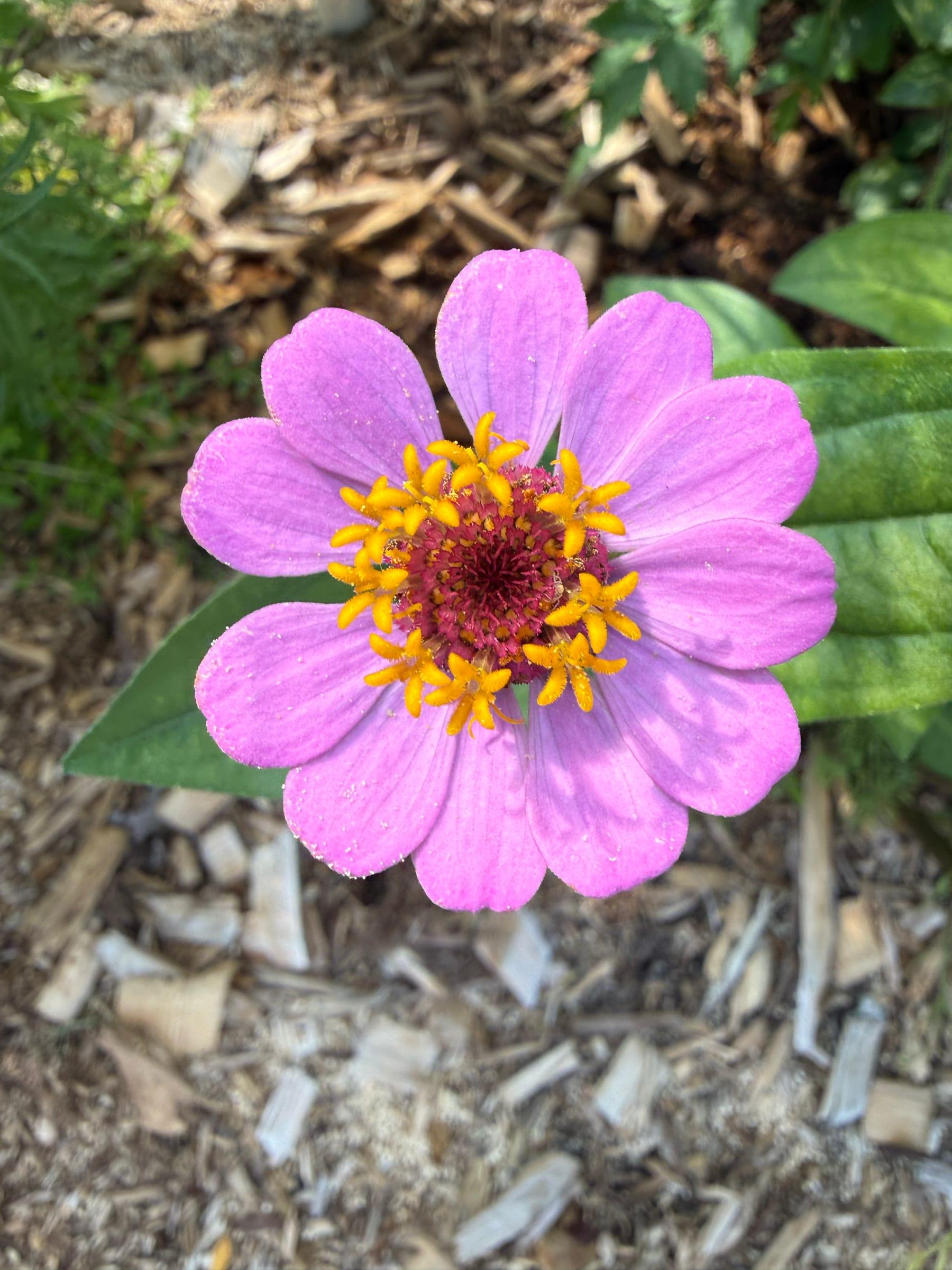 A bright pink zinnia with a golden center against green leaves
